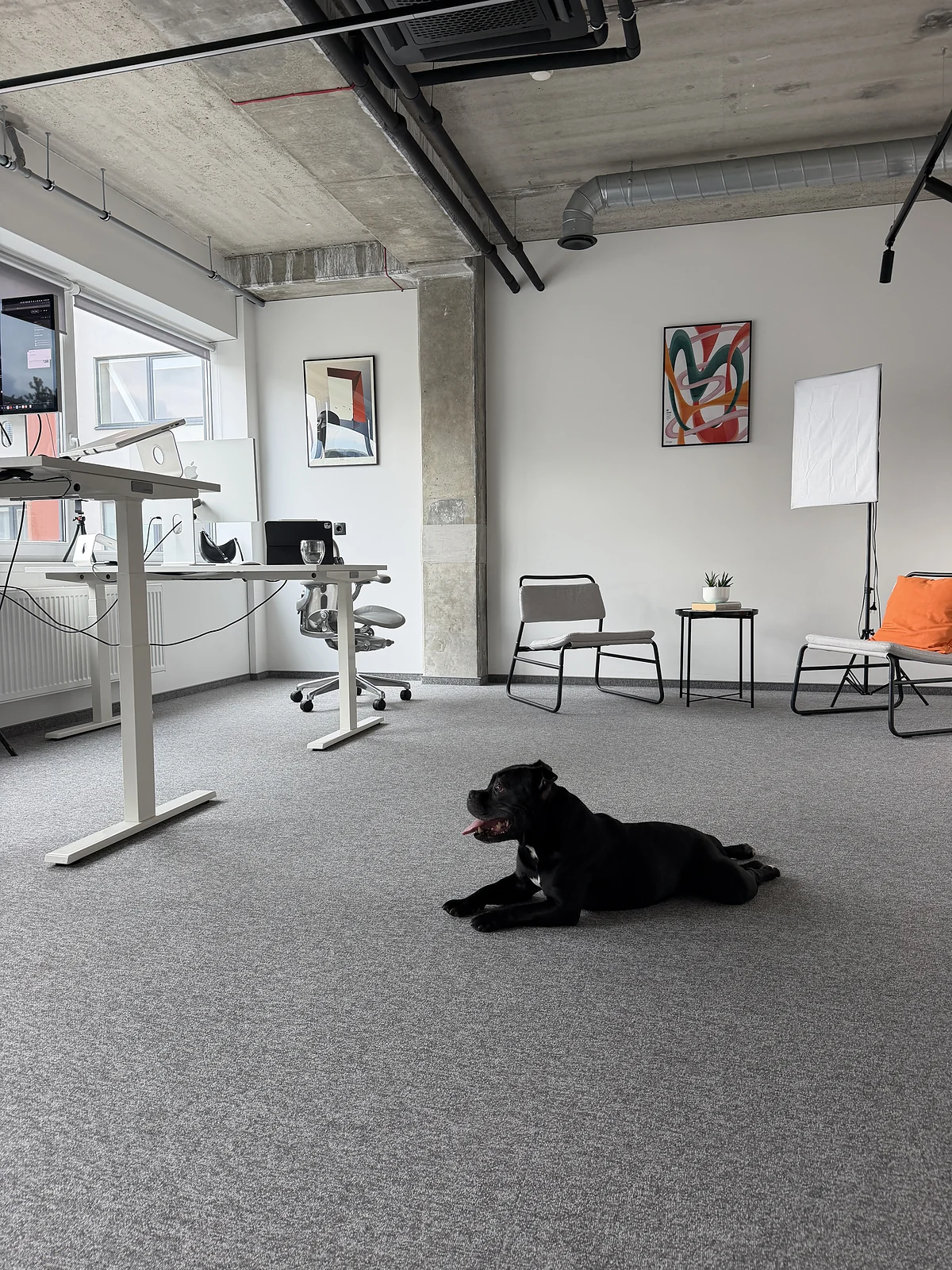 Solo, studijos šuo, guli ant kilimo studijos viduryje