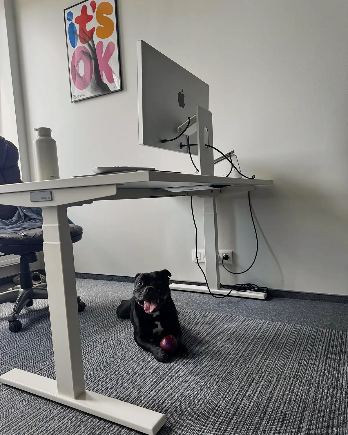 Solo, the studio dog, resting under a desk with his ball